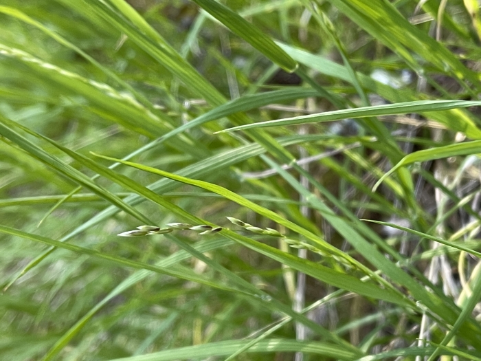 Melica torreyana image