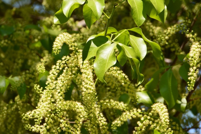 Melicoccus bijugatus image