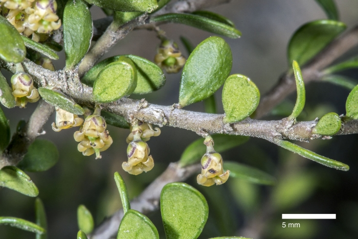 Melicytus alpinus image