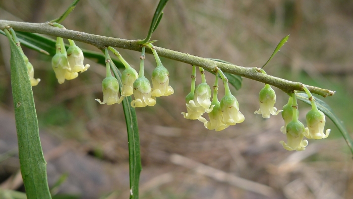 Melicytus dentatus image
