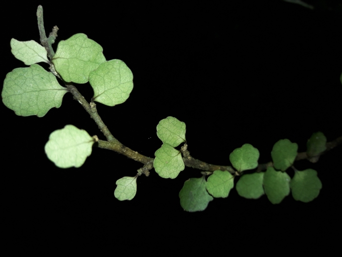 Melicytus micranthus image