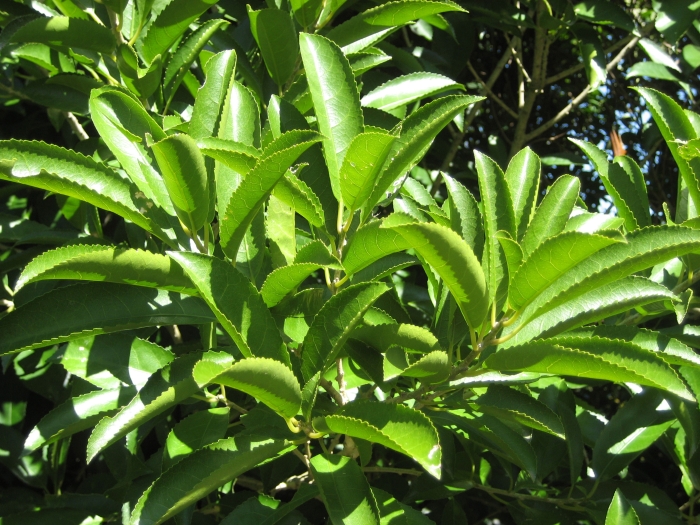 Melicytus ramiflorus image