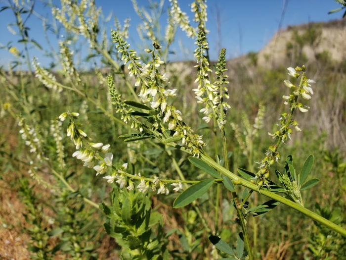 Melilotus melilotus-officinalis image