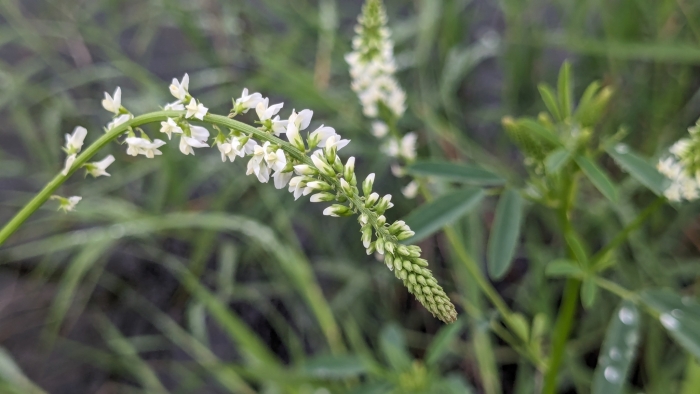 Melilotus officinalis image