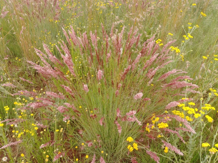 Melinis nerviglumis image