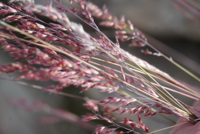 Melinis repens image