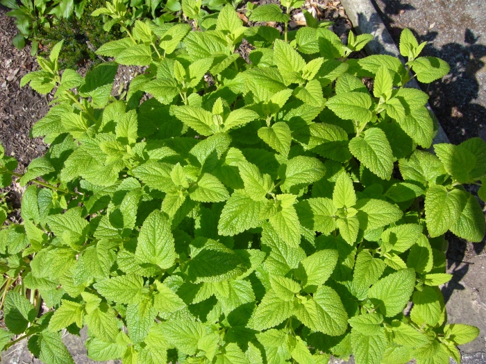 Melissa officinalis image