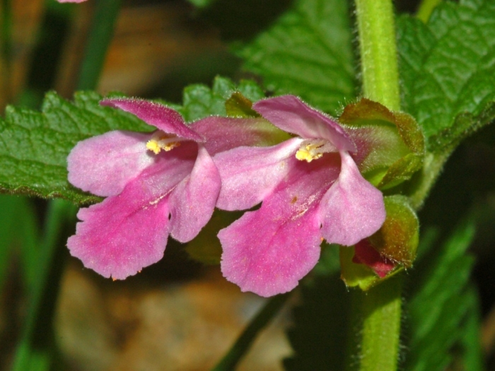 Melittis melissophyllum image