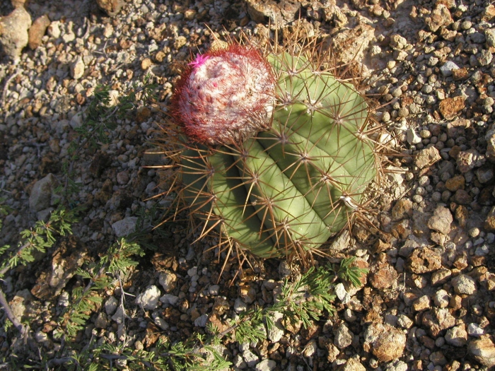 Melocactus curvispinus image