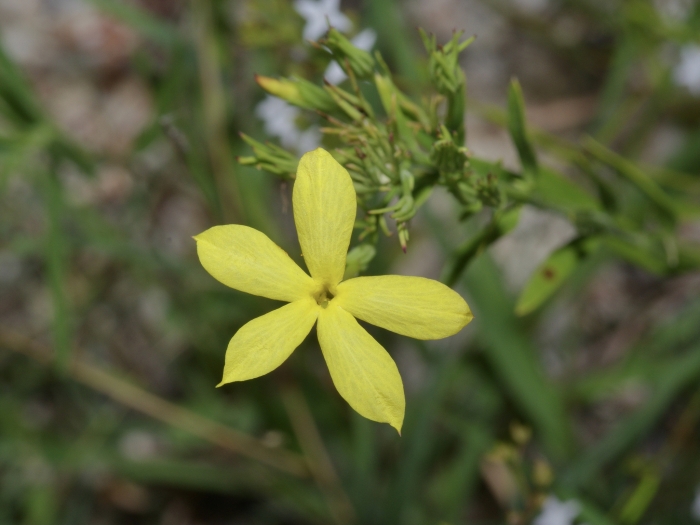 Menodora longiflora image