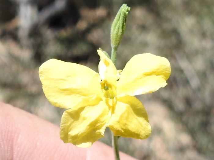 Menodora scabra image