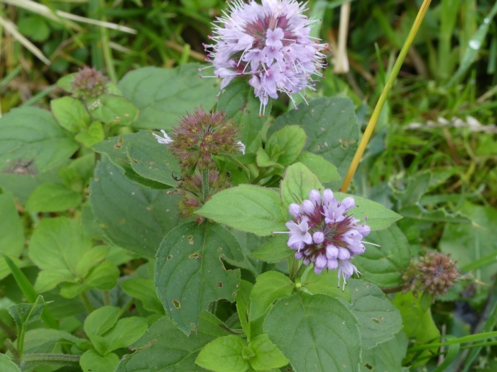 Mentha aquatica image