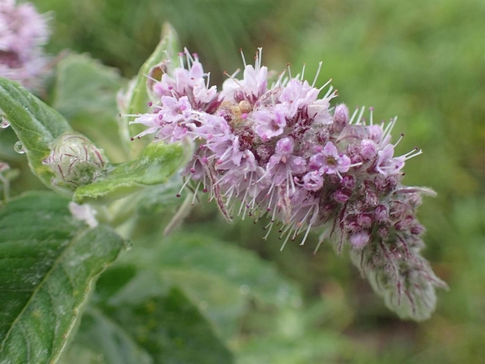 Mentha longifolia image