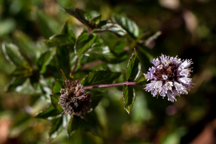 Mentha ×piperita image