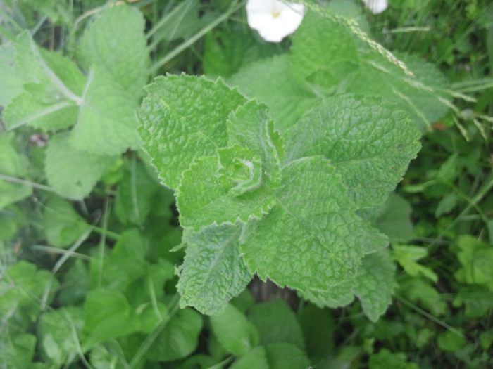 Mentha ×rotundifolia image