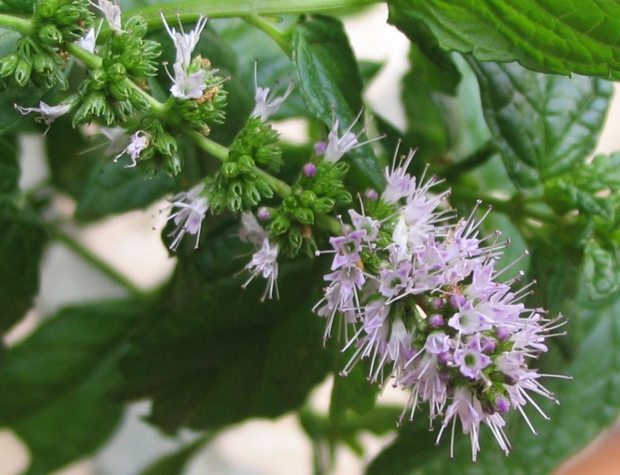 Mentha spicata image