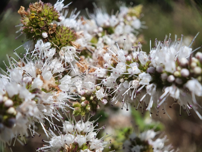 Mentha suaveolens image