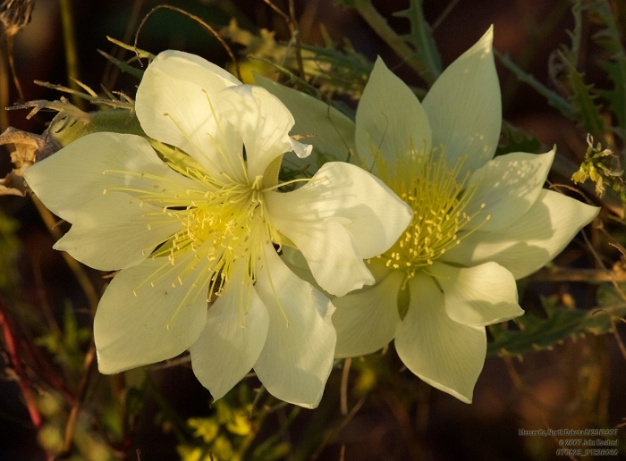 Mentzelia decapetala image