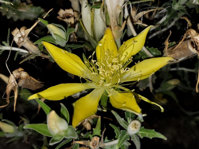 Mentzelia laevicaulis image