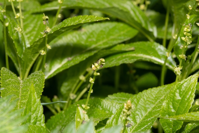 Mercurialis perennis image