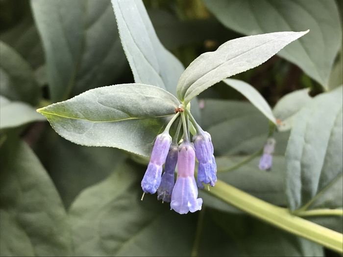 Mertensia ciliata image