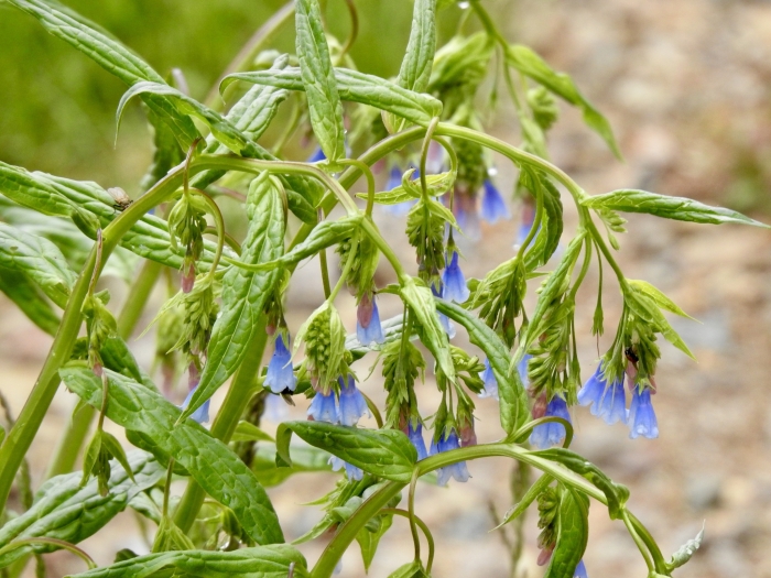 Mertensia franciscana image