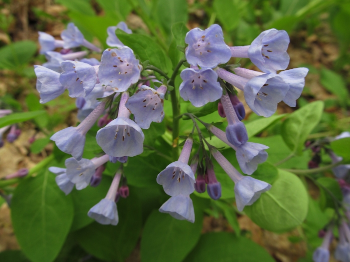 Mertensia virginica image
