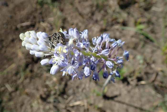 Merwilla plumbea image