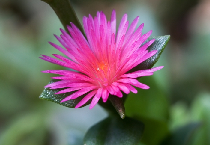Mesembryanthemum cordifolium image