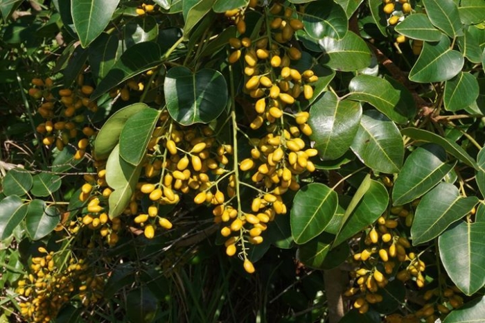 Metopium toxiferum image