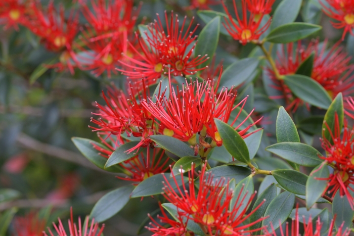 Metrosideros umbellata image