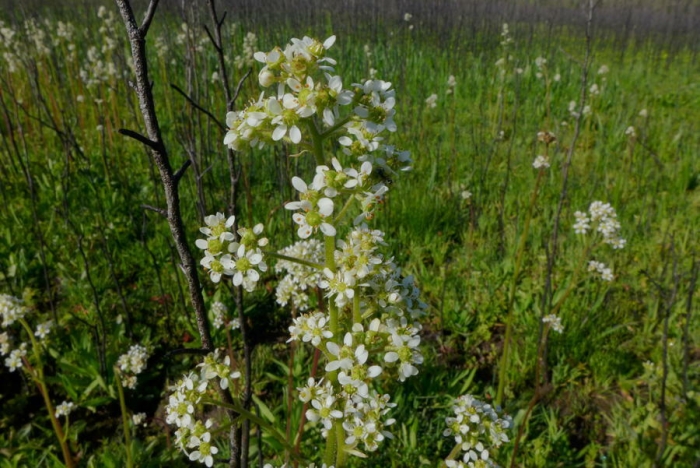 Micranthes oregana image