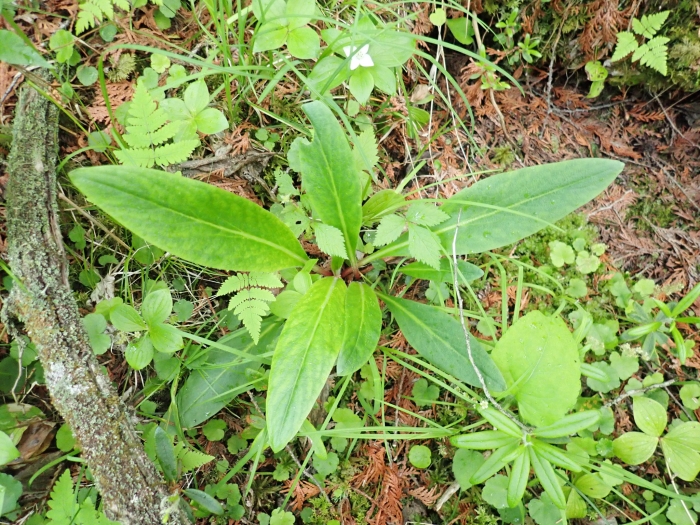 Micranthes pensylvanica image