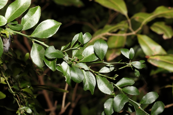 Microcitrus australasica image