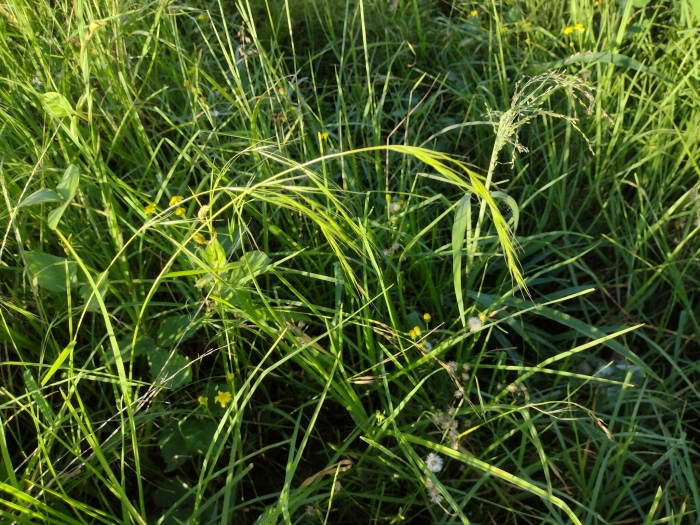 Microlaena stipoides image