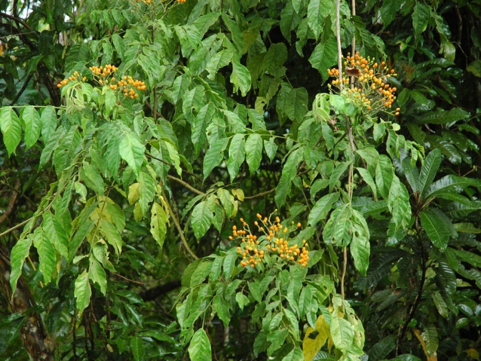 Micromelum compressum image