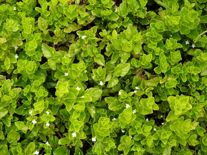 Micromeria douglasii image