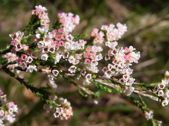 Micromyrtus ciliata image