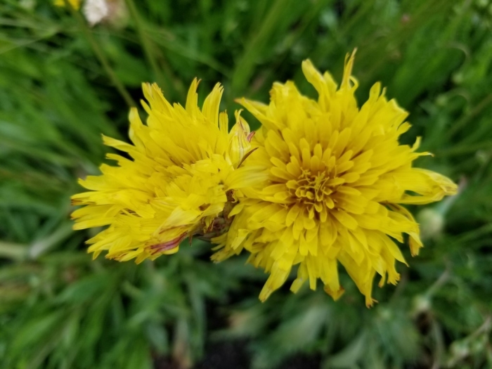 Microseris laciniata image