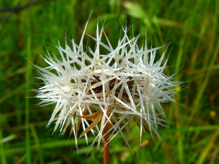Microseris lindleyi image