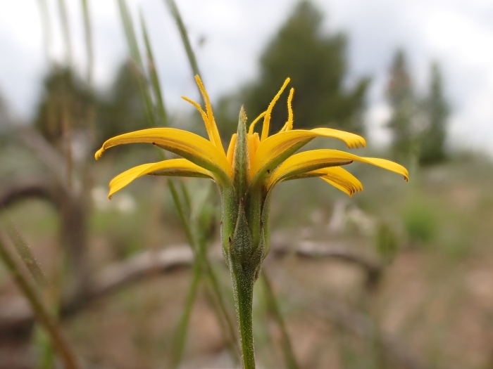 Microseris nutans image