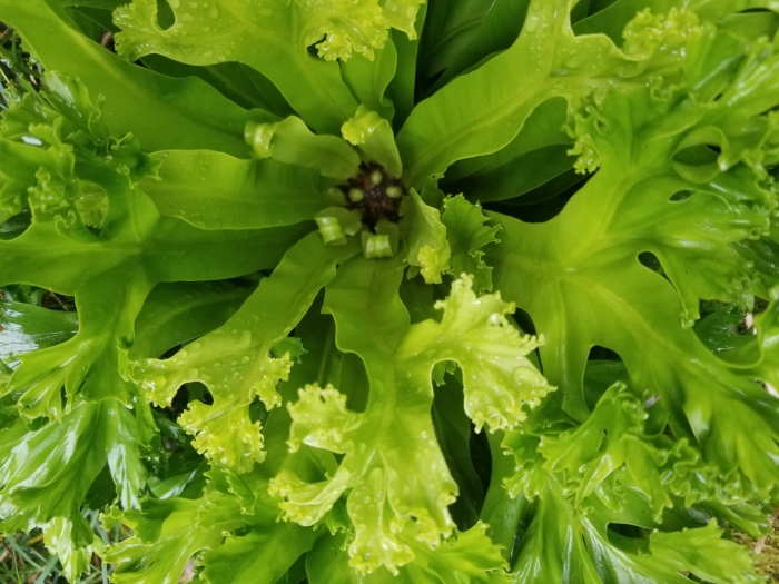 Microsorum punctatum image