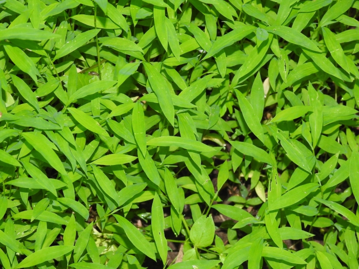 Microstegium vimineum image