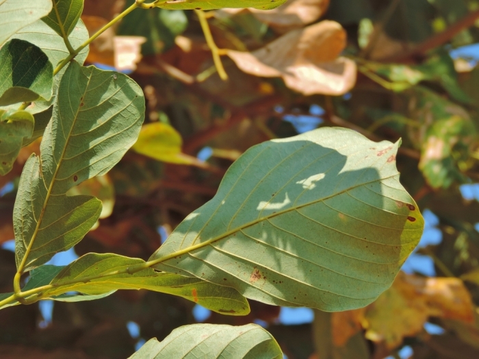 Millettia stuhlmannii image