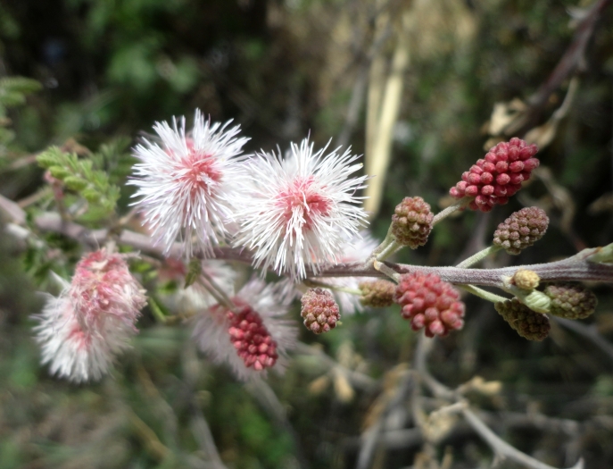 Mimosa aculeaticarpa image