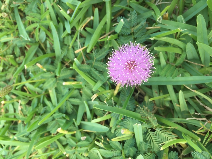 Mimosa strigillosa image
