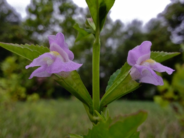 Mimulus alatus image