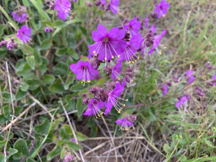 Mirabilis laevis image
