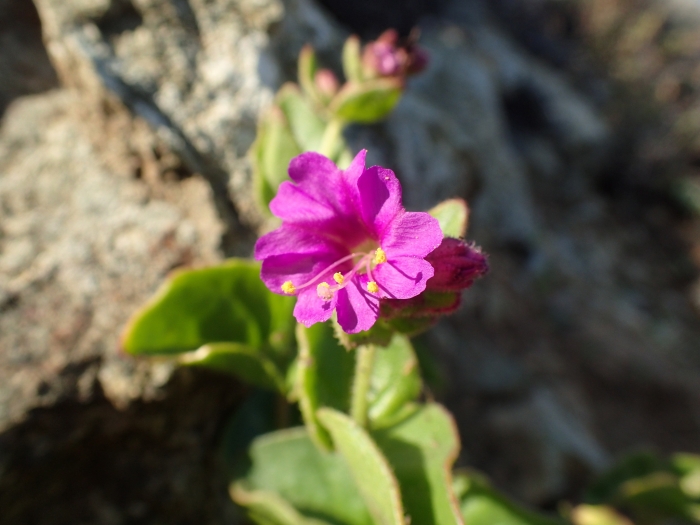Mirabilis laevis var. crassifolia image