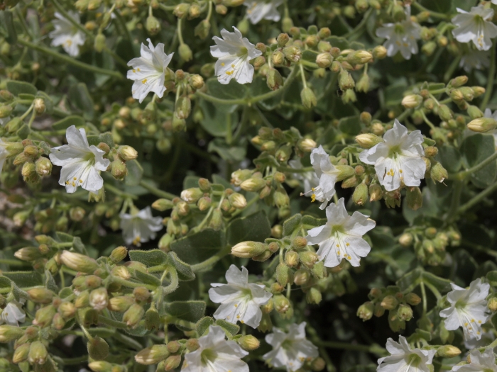 Mirabilis laevis var. villosa image